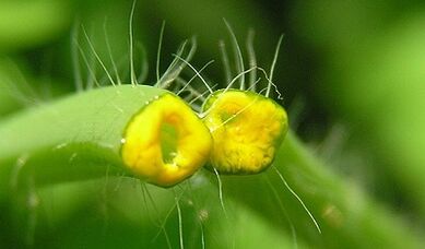 Come sbarazzarsi dei papillomi con Celandine