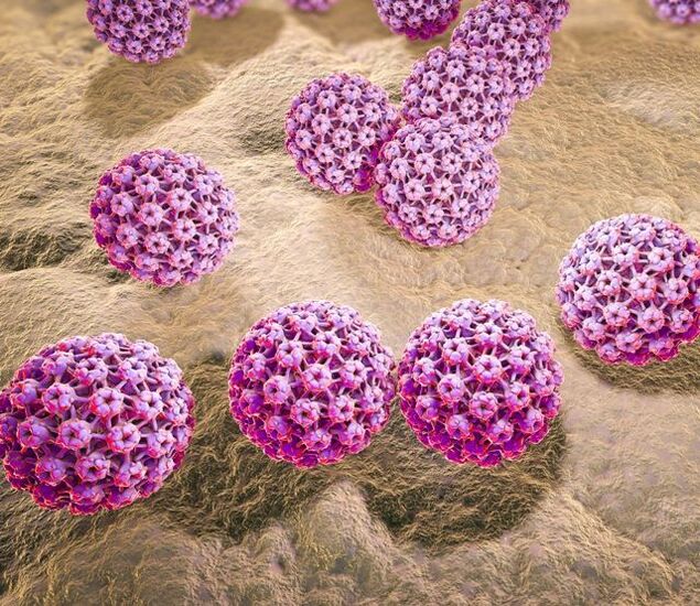Modello di papillomavirus umano